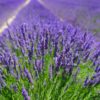 Heilpflanzengarten, Lavendel